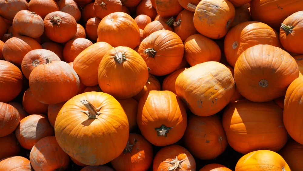 Embracing the Autumn Magic: Your Guide to the Quintessential Pumpkin Patch Experience